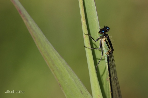 Große Pechlibelle (Ischnura elegans)